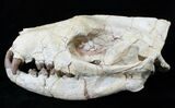 Hyaenodon Skull - White River Formation #15788-1